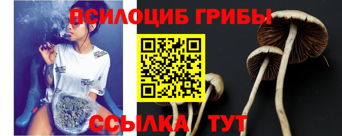 Псилоцибиновые грибы Cubensis Белово